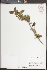 Sageretia minutiflora image