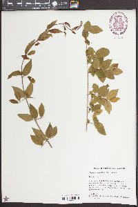 Sageretia minutiflora image