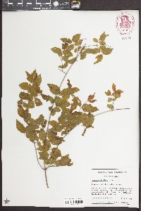 Sageretia minutiflora image