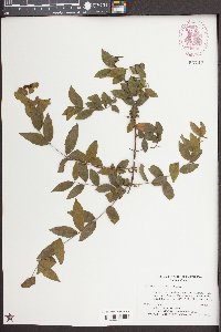 Sageretia minutiflora image