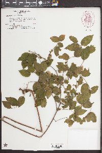 Sageretia minutiflora image