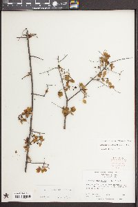 Sageretia minutiflora image