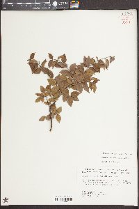 Sageretia minutiflora image