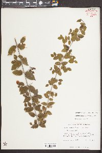 Sageretia minutiflora image