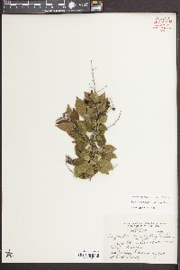 Sageretia minutiflora image