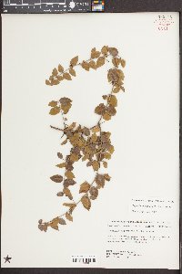 Sageretia minutiflora image