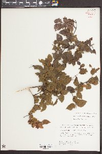 Sageretia minutiflora image