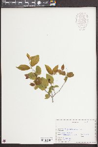 Sageretia minutiflora image