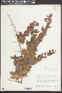 Sageretia minutiflora image