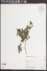 Sageretia minutiflora image