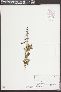 Sageretia minutiflora image