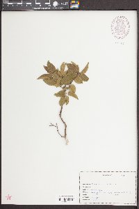 Sageretia minutiflora image