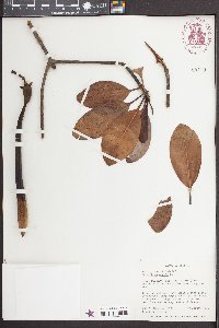 Rhizophora mangle image
