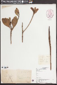 Ceriops tagal image