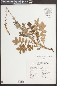 Agrimonia eupatoria image