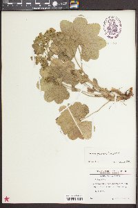 Alchemilla glomerulans image