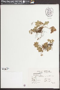 Alchemilla incisa image