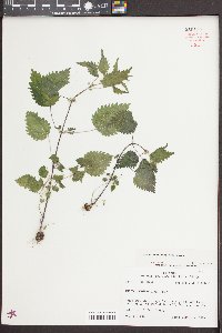 Urtica chamaedryoides image