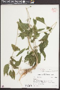 Urtica gracilis image