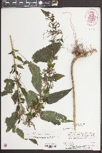 Urtica gracilis image