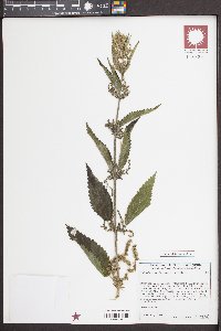 Urtica gracilis subsp. holosericea image