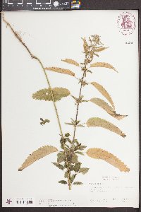 Urtica gracilis image