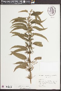 Urtica gracilis image