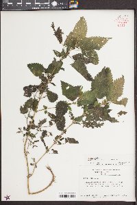 Urtica gracilis image