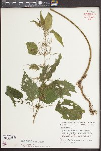 Urtica gracilis image