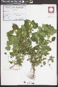 Urtica urens image