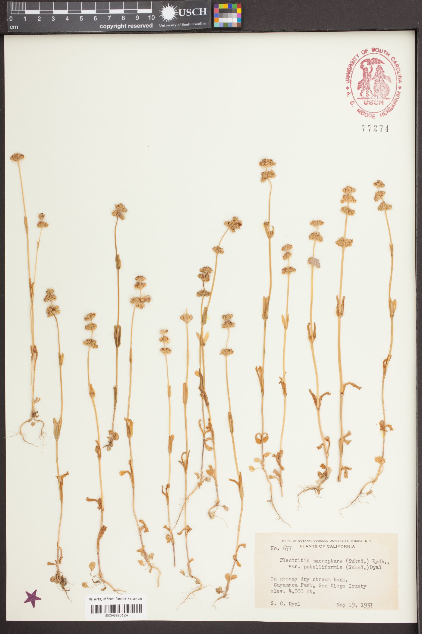 Plectritis ciliosa subsp. insignis image