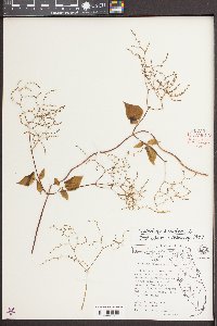 Valeriana scandens image