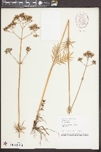 Valeriana officinalis image