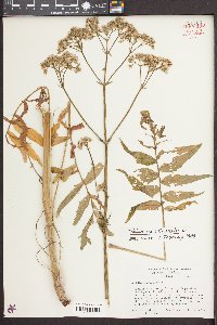 Valeriana officinalis image