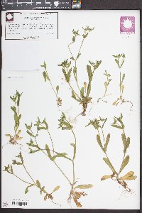 Valerianella locusta image