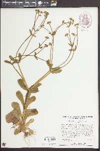 Valerianella locusta image