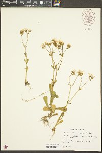 Valerianella longiflora image