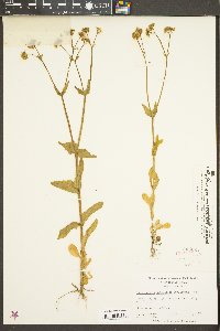 Valerianella umbilicata image