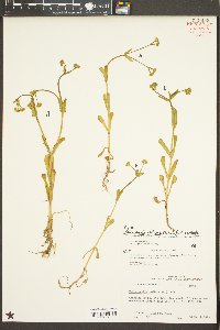 Valerianella radiata f. radiata image