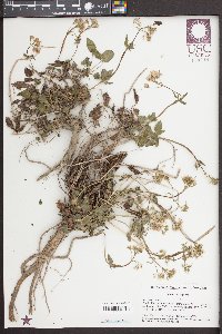 Valeriana tripteris image