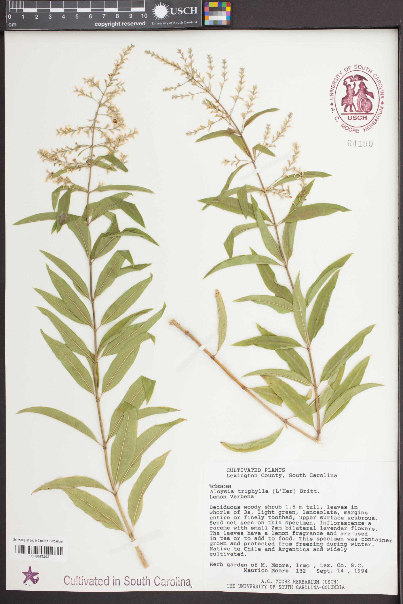 Aloysia triphylla image