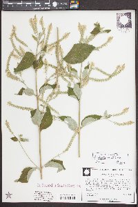 Aloysia virgata image