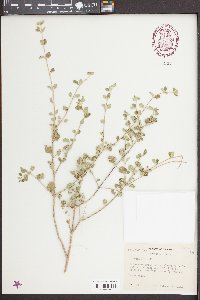 Aloysia wrightii image