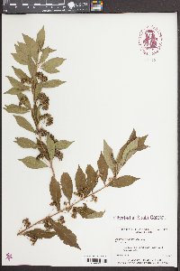 Caryopteris incana image