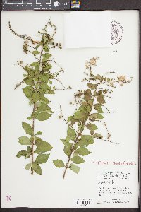 Duranta erecta image