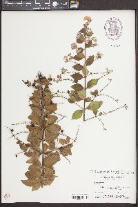 Duranta erecta image