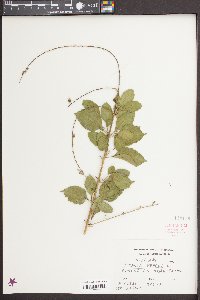 Duranta erecta image