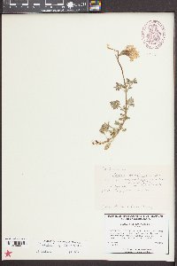 Verbena canadensis image