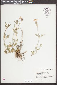 Glandularia canadensis image