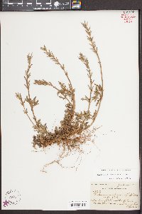 Glandularia canadensis image